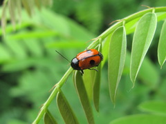Cryptocephalus bipunctatus