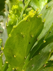 Opuntia monacantha