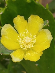 Opuntia monacantha