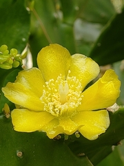 Opuntia monacantha