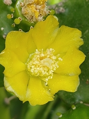 Opuntia monacantha