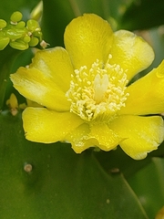 Opuntia monacantha