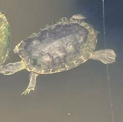 Trachemys scripta scripta