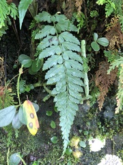 Asplenium cuneatiforme