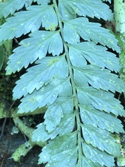 Asplenium cuneatiforme