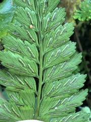 Asplenium cuneatiforme