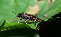Macrophya militaris