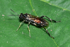 Macrophya militaris