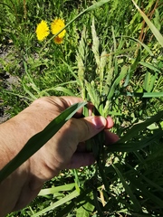 Poa eminens