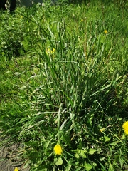 Poa eminens
