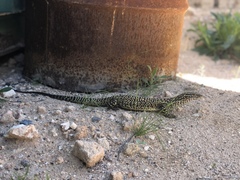 Varanus acanthurus
