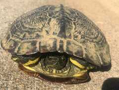 Trachemys scripta scripta