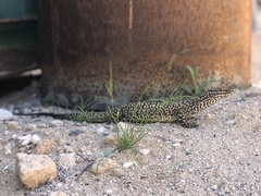 Varanus acanthurus