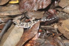Hemidactylus triedrus