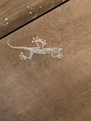 Ptyodactylus