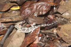 Hemidactylus triedrus