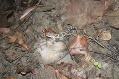 Hemidactylus triedrus