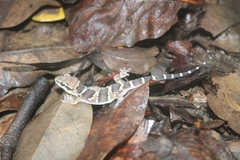 Hemidactylus triedrus