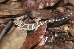 Hemidactylus triedrus