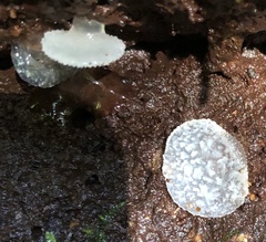 Pseudohydnum orbiculare
