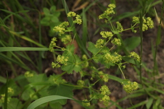 Alchemilla leiophylla
