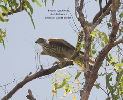 Accipiter fasciatus didimus