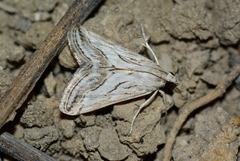 Evergestis desertalis