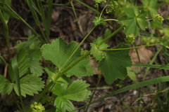 Alchemilla leiophylla
