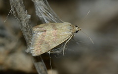 Odontiini