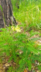 Astragalus membranaceus