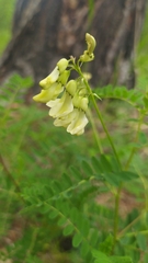 Astragalus membranaceus