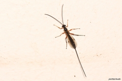 Perithous albicinctus