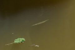 Dermogenys siamensis