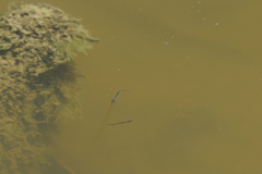 Dermogenys siamensis