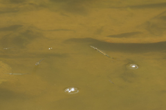 Dermogenys siamensis