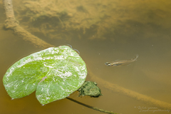 Oryzias dancena