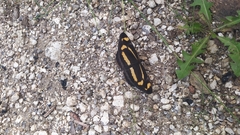 Neptis tshetverikovi