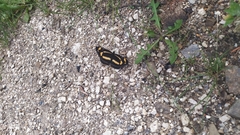 Neptis tshetverikovi