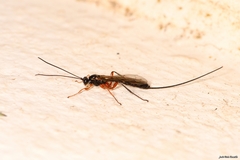 Perithous albicinctus