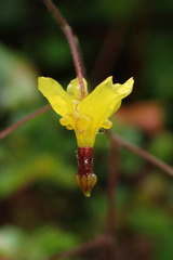 Vancouveria chrysantha
