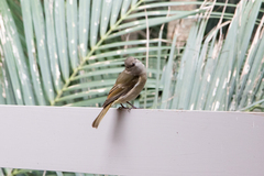 Pachycephala pectoralis contempta