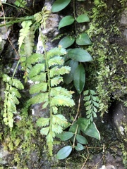 Asplenium tenerum
