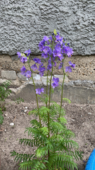 Polemonium caeruleum