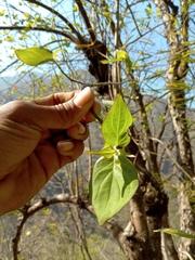 Cornus macrophylla