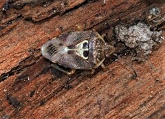 Eupolemus angularis