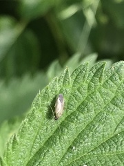 Plagiognathus arbustorum