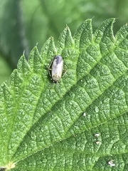 Plagiognathus arbustorum