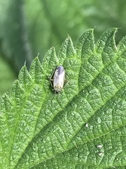 Plagiognathus arbustorum