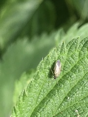 Plagiognathus arbustorum