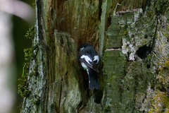 Ficedula hypoleuca